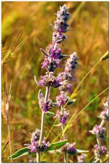 Stachys cretica