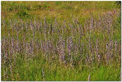 Stachys cretica