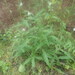 Three-tooth Hawkweed - Photo (c) J. Burke Korol, some rights reserved (CC BY-NC), uploaded by J. Burke Korol