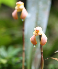 Maxillaria porrecta