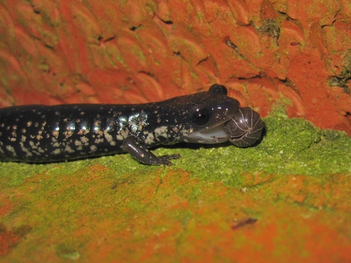 Northern Slimy Salamander, Alabama, US, photo 5 of 10