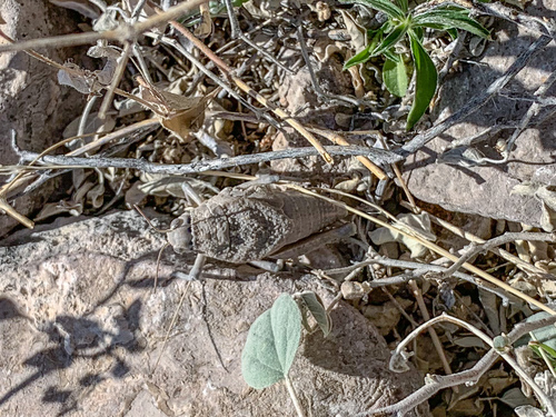 Robust Toad Lubber photo 5