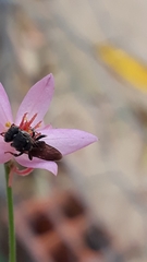 Nannotrigona testaceicornis