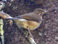 Turdus assimilis