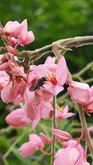 Nannotrigona testaceicornis