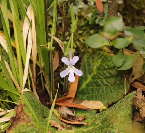 Streptocarpus polyanthus ssp. dracomontanus