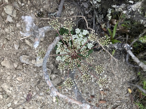 Angelica morii