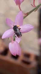Nannotrigona testaceicornis