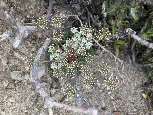 Angelica morii, photograph 1