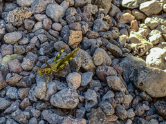 Bootettix argentatus