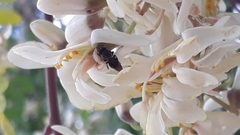 Nannotrigona testaceicornis