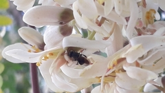 Nannotrigona testaceicornis