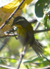 Oreothlypis superciliosa