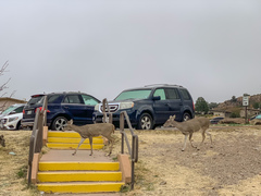 Odocoileus virginianus carminis