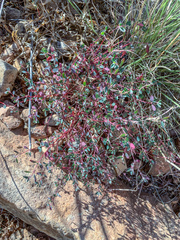 Euphorbia cinerascens