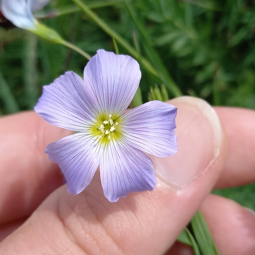 ľan konáristý (Linum extraaxillare)