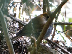 Catharus occidentalis