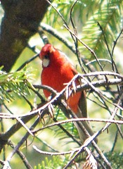Cardellina rubra