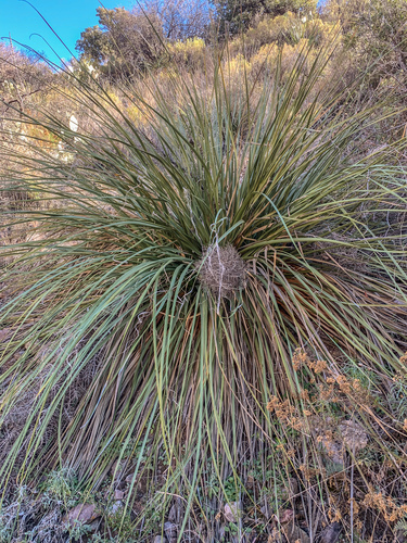 Nolina erumpens