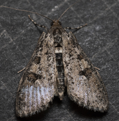Palpita aenescentalis