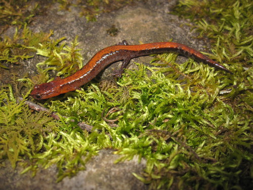 Southern Zigzag Salamander