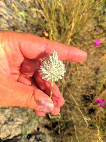 Image of Allium sardoum by (c) Denys Vynokurov, some rights reserved (CC BY)