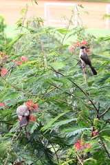 Pycnonotus aurigaster