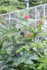 Pycnonotus aurigaster