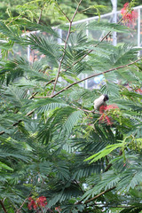 Pycnonotus aurigaster