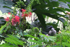 Pycnonotus aurigaster