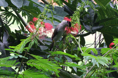 Pycnonotus aurigaster