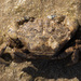 African Mud Crab - Photo (c) Álvaro Alemany, some rights reserved (CC BY-NC-SA), uploaded by Álvaro Alemany