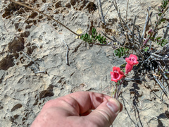 Penstemon baccharifolius