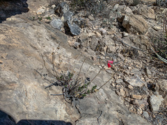 Penstemon baccharifolius