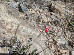 Penstemon baccharifolius