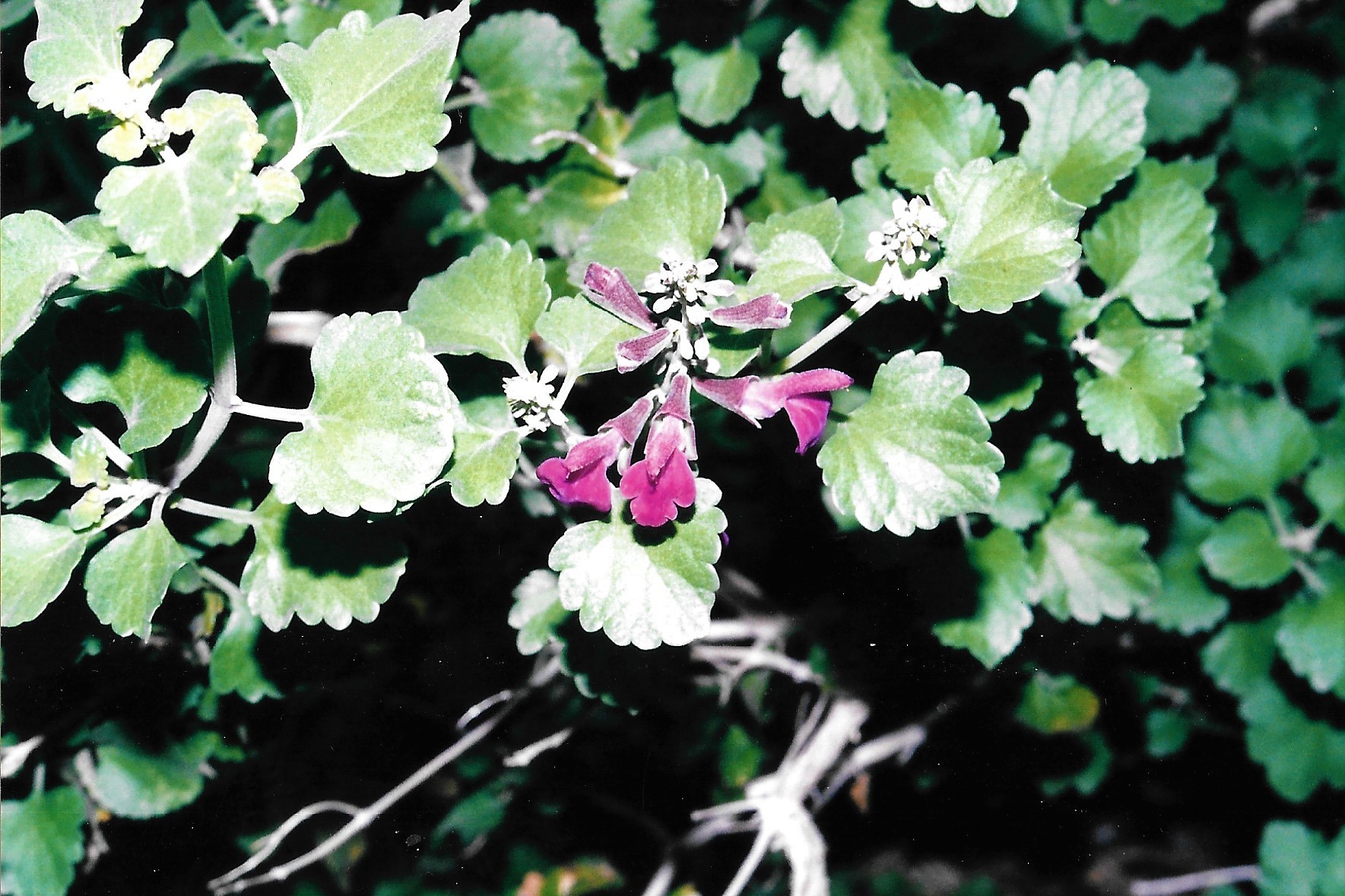 Salvia vinacea