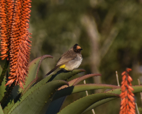 Bulbul naranjero (Pycnonotus barbatus)