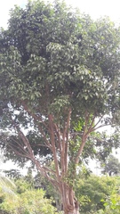 Ficus