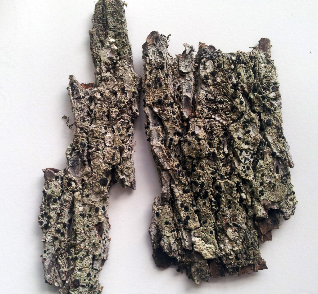 Bactrospora pleistophragmoides