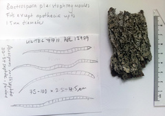 Bactrospora pleistophragmoides