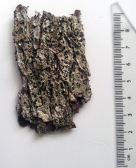 Bactrospora pleistophragmoides