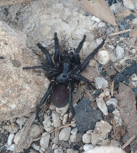 Tarántula