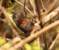 Spelaeornis troglodytoides