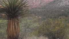 Yucca faxoniana