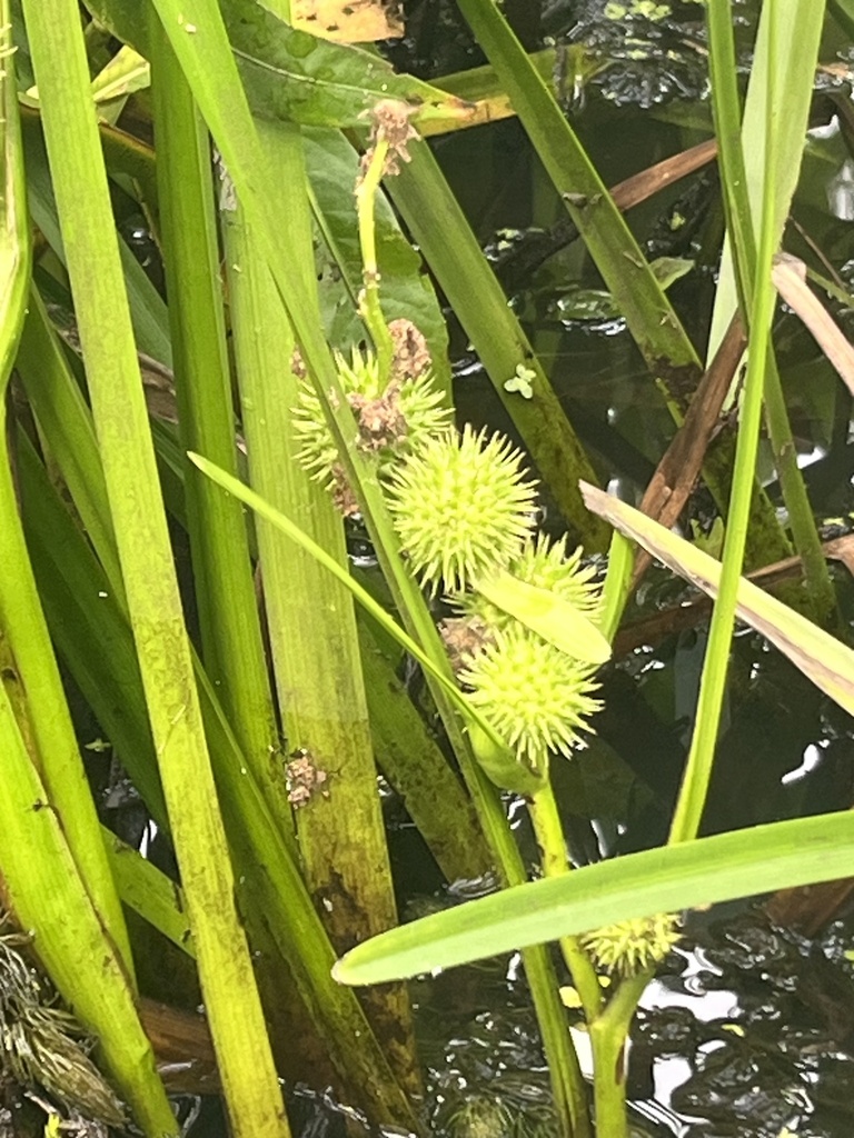 American bur-reed from Mattaponi, Church View, VA, US on July 22, 2023 ...