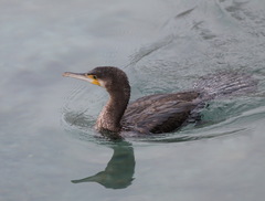 Phalacrocorax carbo
