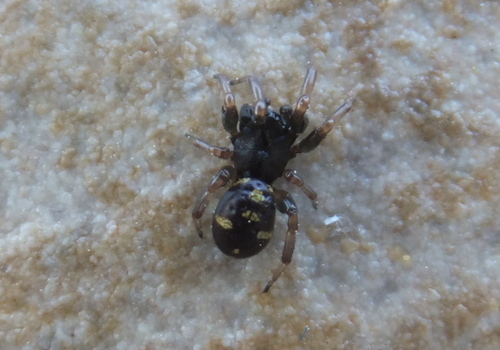 Asagena italica