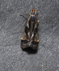 Dichomeris ochripalpella