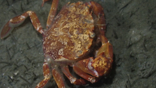Arch-fronted Swimming Crab, duikstek Dreischor gemaal, Dreischor, Nederland, photo 8 of 10