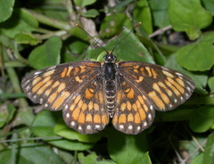 Chlosyne definita
